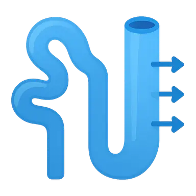 Distal tubule and collecting duct function