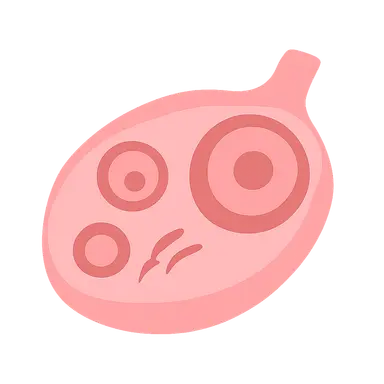 Oogenesis and follicular development