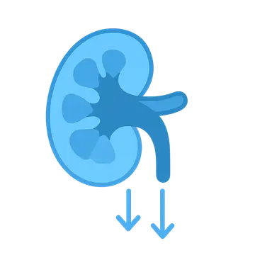 Renal excretion mechanisms