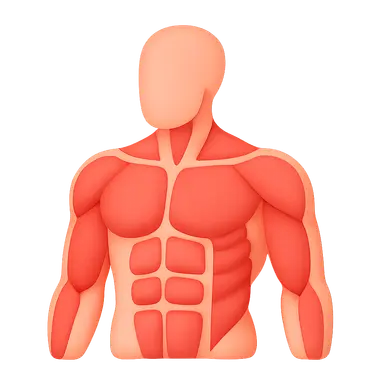 Muscular System