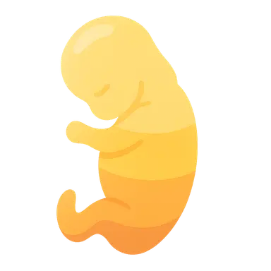 Embryological basis of dermatomes