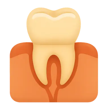 Dental Anatomy and Development