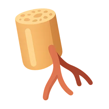 Vascularized Bone Grafts
