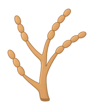 Sporothrix schenckii complex