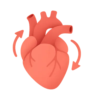 Cardiovascular Reflexes