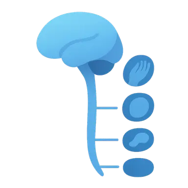 Somatotopic organization