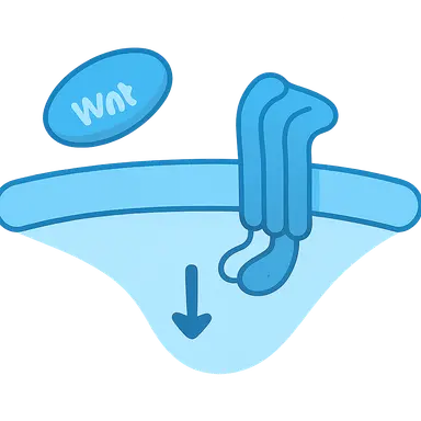 WNT signaling pathway