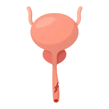 Urethral injury management