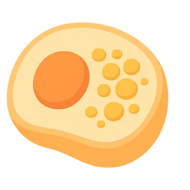 Intracellular accumulations
