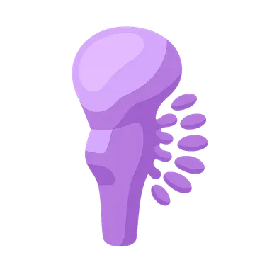 Cranial nerve nuclei