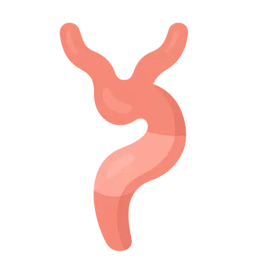 Primitive heart tube formation
