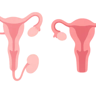 Comparative Reproductive System