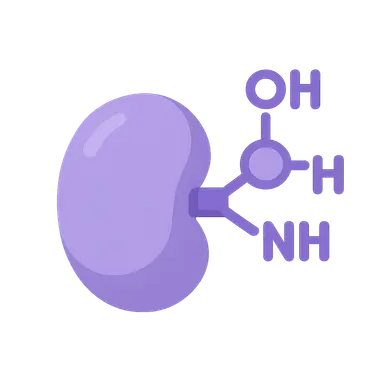 Phase II metabolism (conjugation reactions)