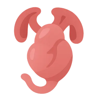 Development of Cardiovascular System