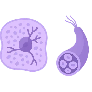 Central and peripheral nervous system histology