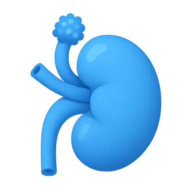 Renin production and regulation