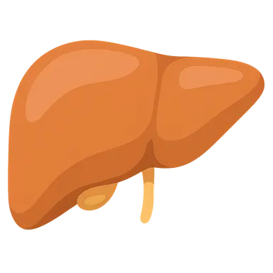 Liver Anatomy and Physiology