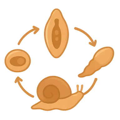 Parasitic life cycles