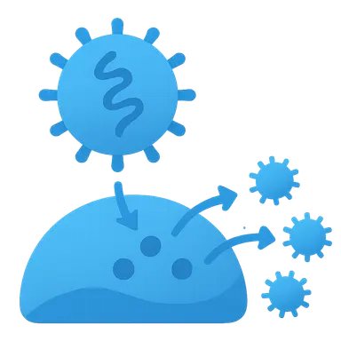 Viral replication cycles
