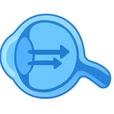 Accommodation and Presbyopia