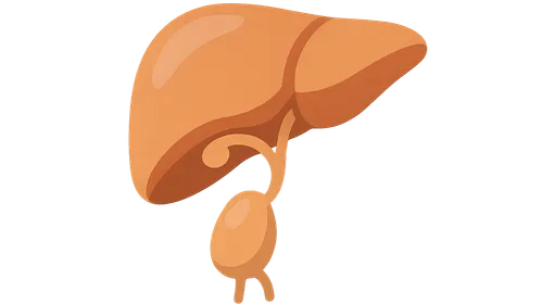 Liver and biliary system development