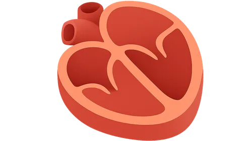 Cardiac cross-sections