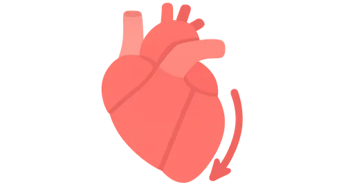 Contractility determinants