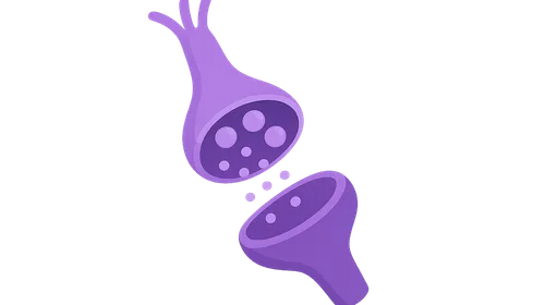 Synaptic Transmission