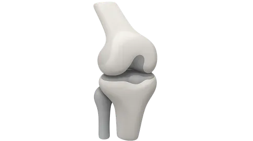 Biomechanics of Knee