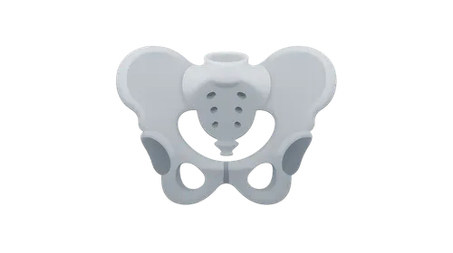 Skeletal radiologic landmarks