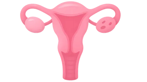 Female Sexual Response Cycle