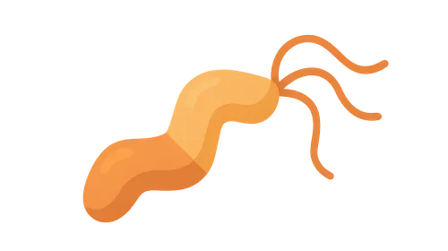 Campylobacter jejuni