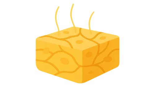 Loose connective tissue