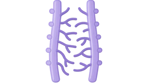 Sympathetic trunk anatomy