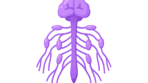 Autonomic nervous system anatomy