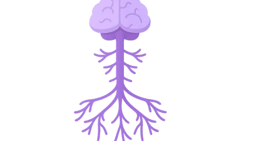 Organization of the Nervous System