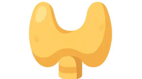 Endocrinology (diabetes, thyroid disorders)