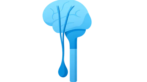 Upper motor neuron anatomy