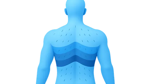 Thoracic dermatomes and myotomes