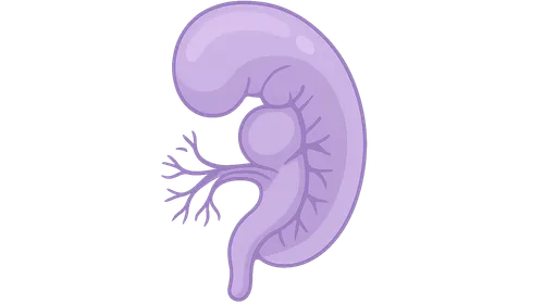 Development of Nervous System