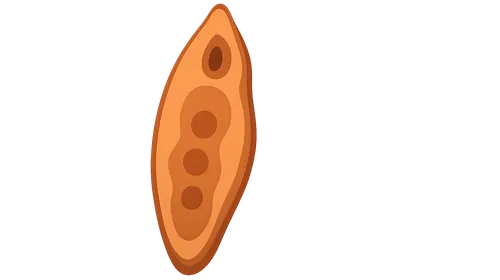 Trematodes (flukes)