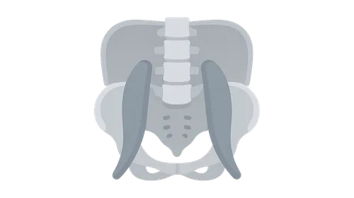 Posterior Abdominal Wall