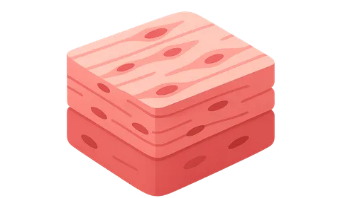 Cardiovascular histology