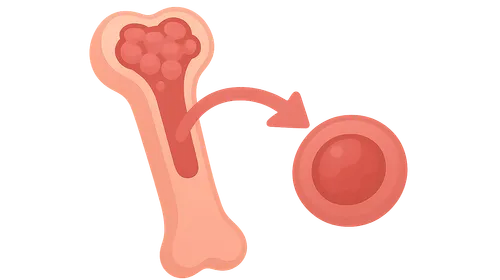 Hematopoietic Stem Cell Transplantation