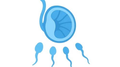 Spermatogenesis