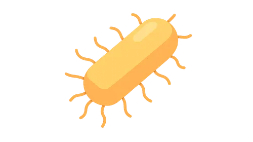 Escherichia coli