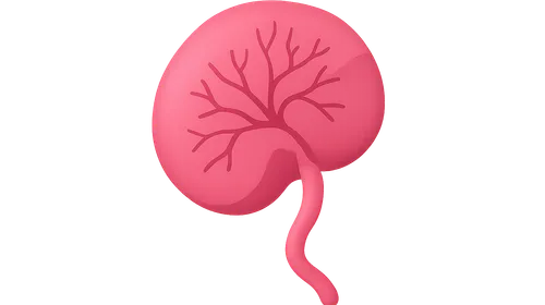 Placental development and function