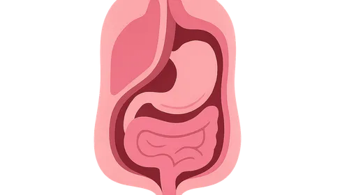 Peritoneum and peritoneal cavity