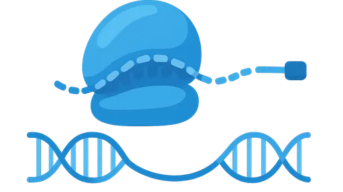 Elongation and termination of transcription