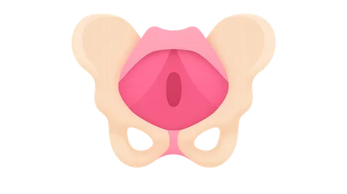 Pelvic floor muscles